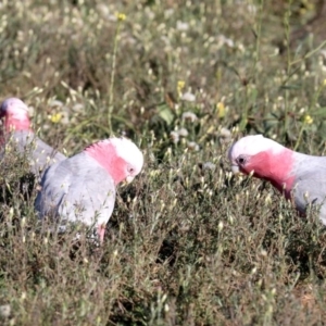 Eolophus roseicapilla at Hackett, ACT - 9 Jun 2019 09:24 AM