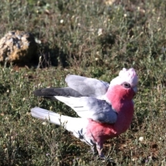 Eolophus roseicapilla at Hackett, ACT - 9 Jun 2019 09:24 AM