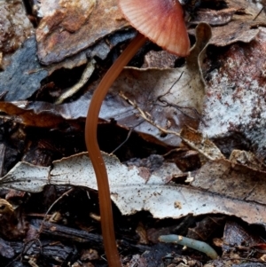 Mycena sanguinolenta at Box Cutting Rainforest Walk - 8 Jun 2019