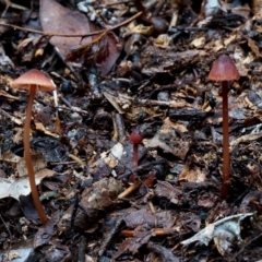 Mycena sanguinolenta at Box Cutting Rainforest Walk - 8 Jun 2019