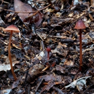 Mycena sanguinolenta at Box Cutting Rainforest Walk - 8 Jun 2019