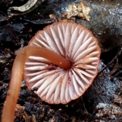 Mycena sanguinolenta at Box Cutting Rainforest Walk - 8 Jun 2019 12:00 AM