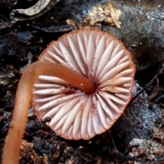 Mycena sanguinolenta at Box Cutting Rainforest Walk - 8 Jun 2019