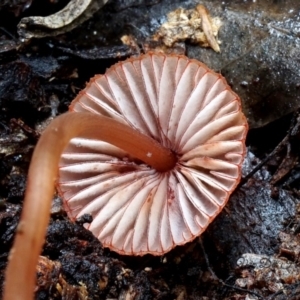 Mycena sanguinolenta at Box Cutting Rainforest Walk - 8 Jun 2019