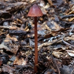 Mycena sanguinolenta at Box Cutting Rainforest Walk - 8 Jun 2019