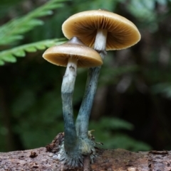 Psilocybe subaeruginosa (Psilocybe subaeruginosa) at Box Cutting Rainforest Walk - 7 Jun 2019 by Teresa