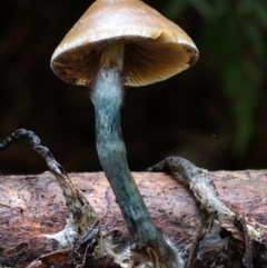 Psilocybe subaeruginosa at Box Cutting Rainforest Walk - 8 Jun 2019