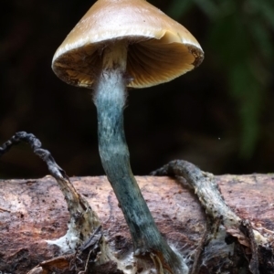 Psilocybe subaeruginosa at Box Cutting Rainforest Walk - 8 Jun 2019 12:00 AM