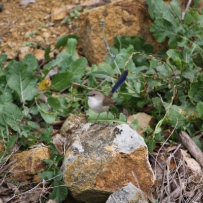 Malurus cyaneus (Superb Fairywren) at Red Hill Nature Reserve - 10 Jun 2019 by LisaH