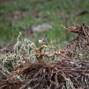 Malurus cyaneus at Deakin, ACT - 10 Jun 2019