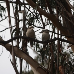 Dacelo novaeguineae (Laughing Kookaburra) at Red Hill to Yarralumla Creek - 8 Jun 2019 by LisaH