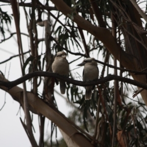 Dacelo novaeguineae at Deakin, ACT - 8 Jun 2019 01:06 PM