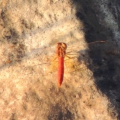 Diplacodes haematodes (Scarlet Percher) at Point Hut to Tharwa - 27 Mar 2019 by MichaelBedingfield