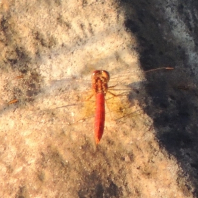 Diplacodes haematodes (Scarlet Percher) at Point Hut to Tharwa - 27 Mar 2019 by michaelb