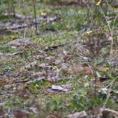 Acanthiza chrysorrhoa (Yellow-rumped Thornbill) at Red Hill Nature Reserve - 8 Jun 2019 by LisaH