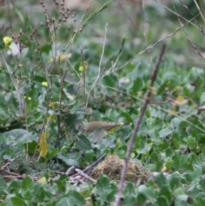 Acanthiza chrysorrhoa at Deakin, ACT - 8 Jun 2019