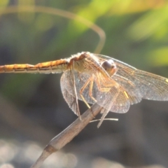 Diplacodes haematodes (Scarlet Percher) at Point Hut to Tharwa - 27 Mar 2019 by michaelb