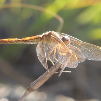 Diplacodes haematodes (Scarlet Percher) at Point Hut to Tharwa - 27 Mar 2019 by MichaelBedingfield