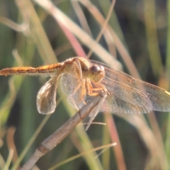 Diplacodes haematodes at Tuggeranong DC, ACT - 27 Mar 2019