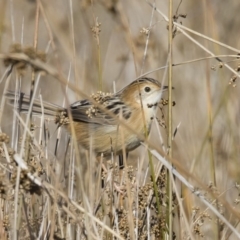 Cisticola exilis (Golden-headed Cisticola) at Michelago, NSW - 31 May 2019 by Illilanga