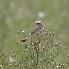 Cisticola exilis (Golden-headed Cisticola) at Michelago, NSW - 25 Feb 2019 by Illilanga