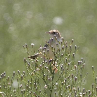 Cisticola exilis (Golden-headed Cisticola) at Michelago, NSW - 25 Feb 2019 by Illilanga