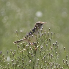 Cisticola exilis at Michelago, NSW - 25 Feb 2019 11:44 AM