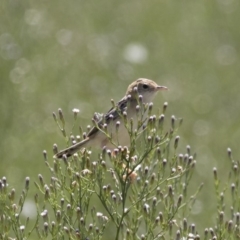 Cisticola exilis at Michelago, NSW - 25 Feb 2019 11:44 AM