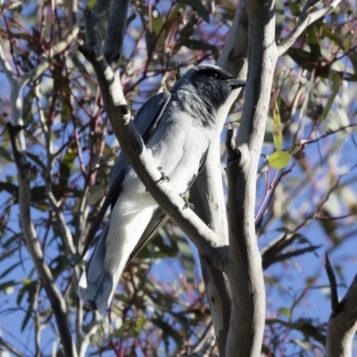 Coracina novaehollandiae (Black-faced Cuckooshrike) at Michelago, NSW - 23 Dec 2018 by Illilanga