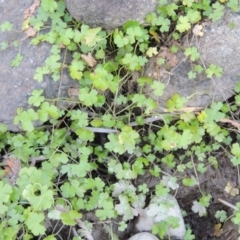Hydrocotyle tripartita (Pennywort) at Tuggeranong DC, ACT - 27 Mar 2019 by MichaelBedingfield