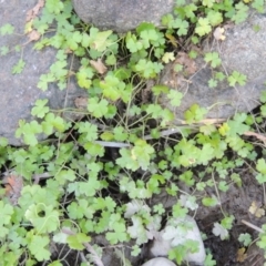 Hydrocotyle tripartita (Pennywort) at Tuggeranong DC, ACT - 27 Mar 2019 by michaelb