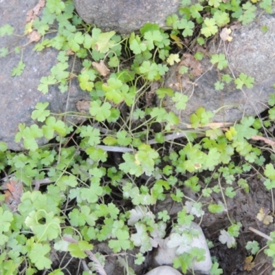 Hydrocotyle tripartita (Pennywort) at Tuggeranong DC, ACT - 27 Mar 2019 by michaelb