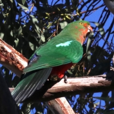 Alisterus scapularis (Australian King-Parrot) at Ainslie, ACT - 10 Jun 2019 by jbromilow50