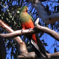 Alisterus scapularis at Ainslie, ACT - 10 Jun 2019 10:40 AM