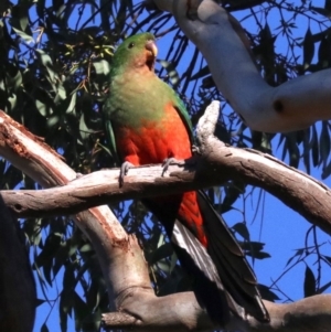 Alisterus scapularis at Ainslie, ACT - 10 Jun 2019 10:40 AM