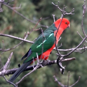 Alisterus scapularis at Ainslie, ACT - 10 Jun 2019 10:40 AM