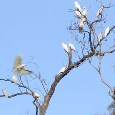 Cacatua galerita (Sulphur-crested Cockatoo) at Hackett, ACT - 9 Jun 2019 by jb2602