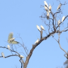 Cacatua galerita (Sulphur-crested Cockatoo) at Mount Ainslie - 8 Jun 2019 by jb2602