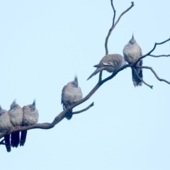 Ocyphaps lophotes (Crested Pigeon) at Mount Ainslie - 8 Jun 2019 by jbromilow50