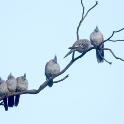 Ocyphaps lophotes (Crested Pigeon) at Mount Ainslie - 8 Jun 2019 by jbromilow50