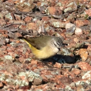 Acanthiza chrysorrhoa at Hackett, ACT - 9 Jun 2019 09:09 AM