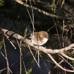 Malurus cyaneus (Superb Fairywren) at Mount Ainslie - 8 Jun 2019 by jb2602