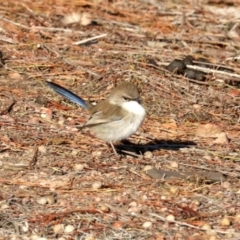 Malurus cyaneus at Majura, ACT - 9 Jun 2019