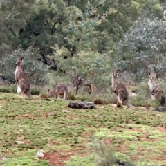 Macropus giganteus (Eastern Grey Kangaroo) at Hackett, ACT - 10 Jun 2019 by jb2602