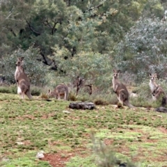 Macropus giganteus (Eastern Grey Kangaroo) at Mount Ainslie - 10 Jun 2019 by jbromilow50