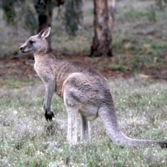 Macropus giganteus at Hackett, ACT - 10 Jun 2019