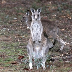 Macropus giganteus at Hackett, ACT - 10 Jun 2019