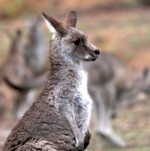 Macropus giganteus at Hackett, ACT - 10 Jun 2019