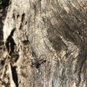 Camponotus suffusus at Campbell, ACT - 11 Jun 2019