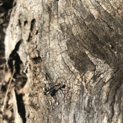 Camponotus suffusus (Golden-tailed sugar ant) at Mount Ainslie to Black Mountain - 11 Jun 2019 by leith7